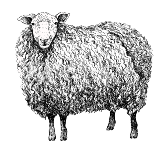 Schafwolle als Dämmung